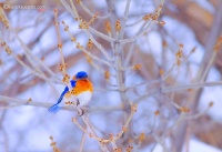 LAZULI BUNTING.jpg